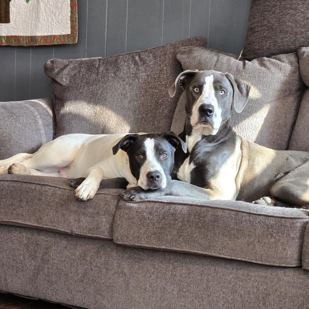 Enlarge Shadow, a Adoptable mixed breed in Columbia, MO image 5/6