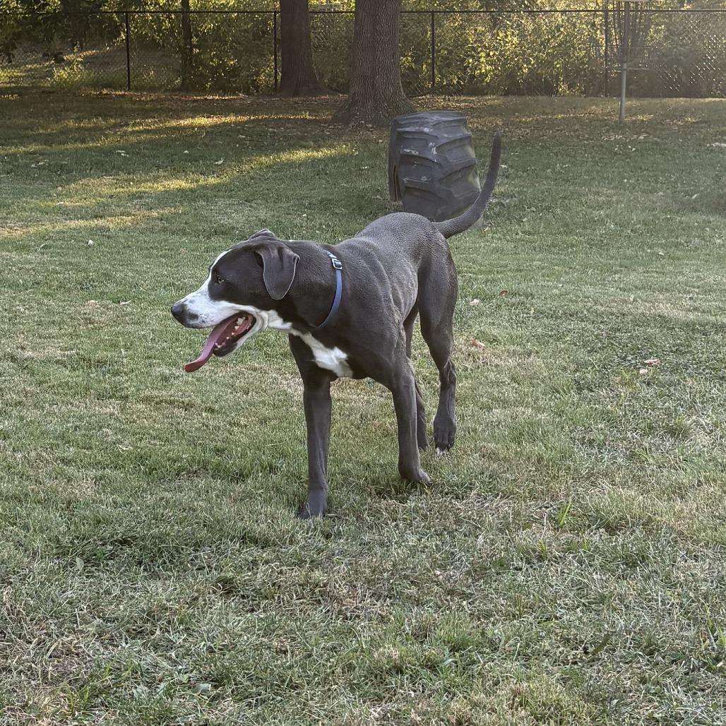 Enlarge Shadow, a Adoptable mixed breed in Columbia, MO image 6/6