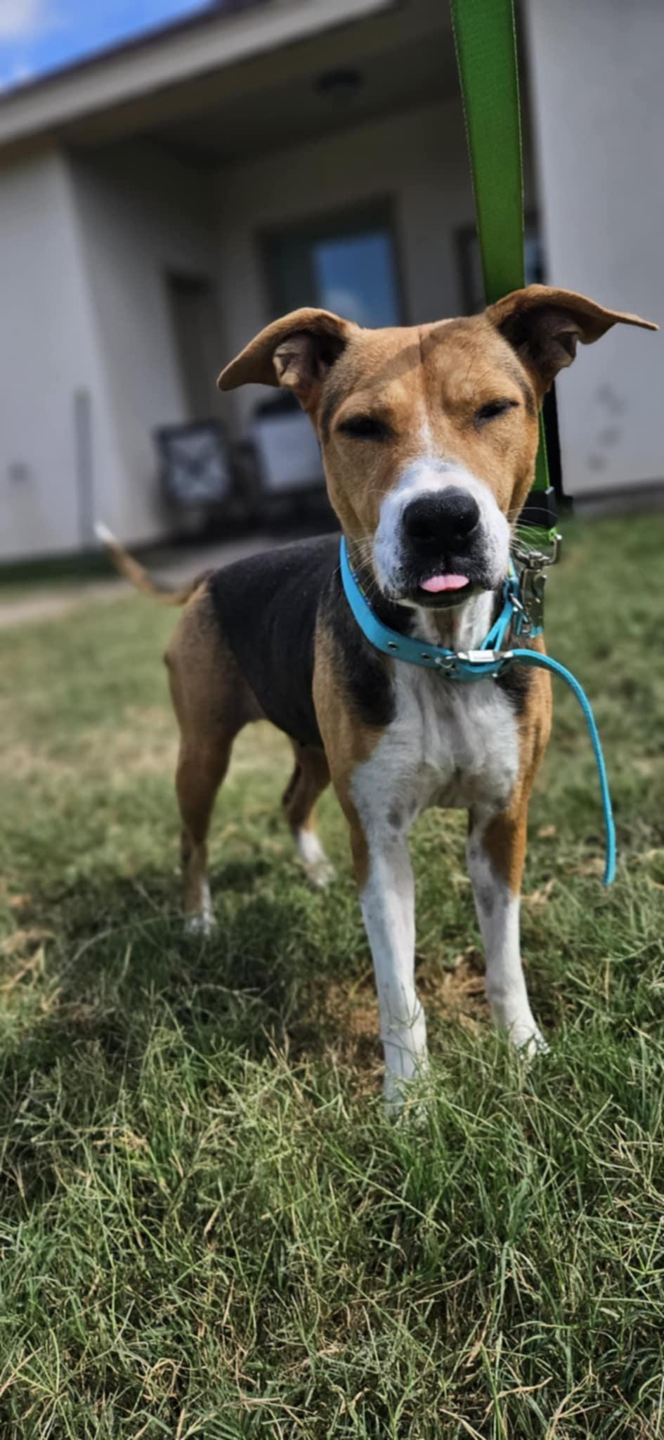 Enlarge Hope, a ADOPTABLE mixed breed in New Milford, CT image 5/6