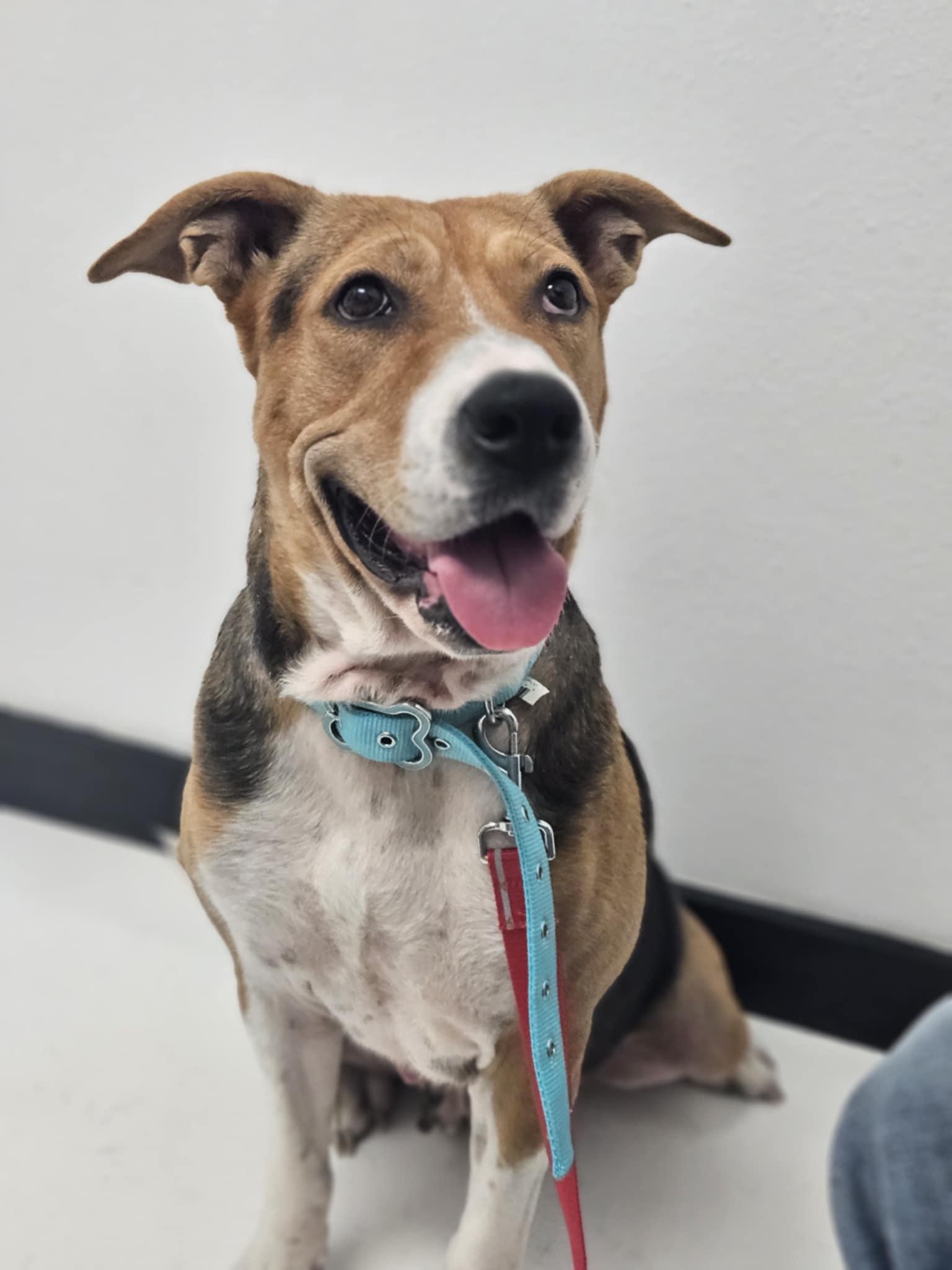 Enlarge Hope, a ADOPTABLE mixed breed in New Milford, CT image 1/6