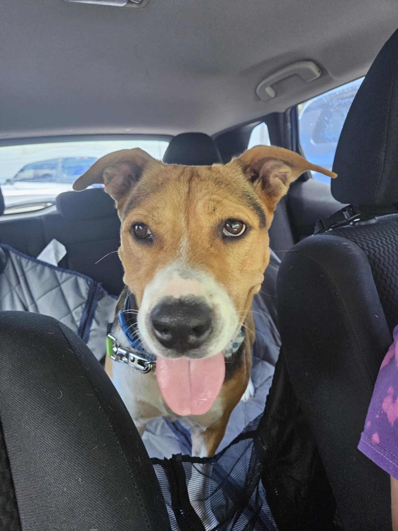 Enlarge Hope, a ADOPTABLE mixed breed in New Milford, CT image 6/6