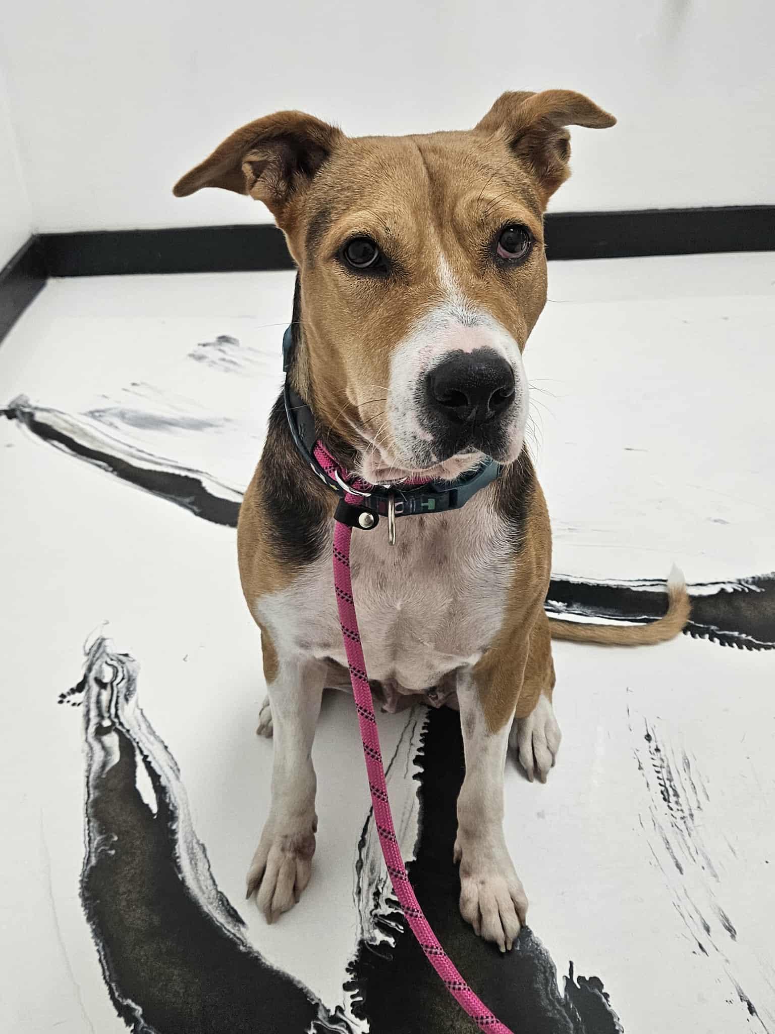 Enlarge Hope, a ADOPTABLE mixed breed in New Milford, CT image 2/6