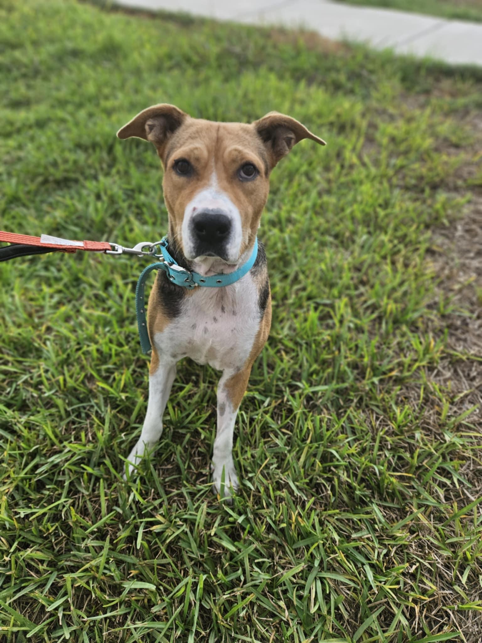 Enlarge Hope, a ADOPTABLE mixed breed in New Milford, CT image 4/6