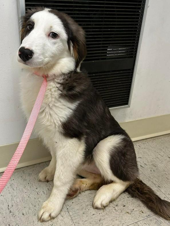 Lana, an adopted mixed breed in Chambersburg, PA image 1/2