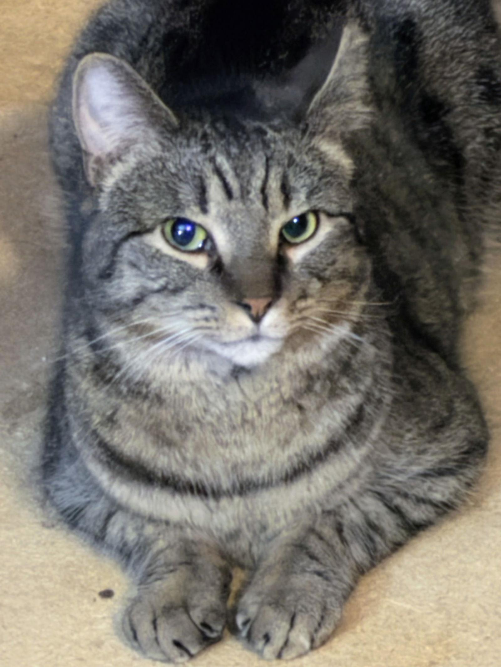 Mira, Adoptable, Young Female Domestic Short Hair.