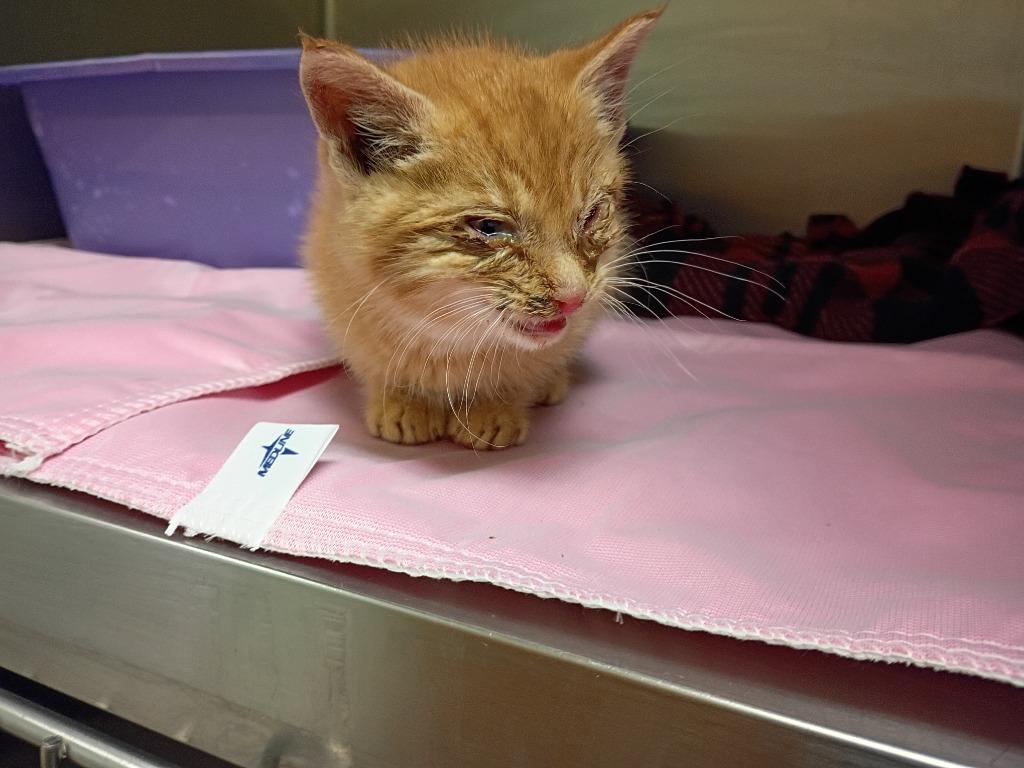 Wyatt, Adopted, Kitten Male Domestic Short Hair.