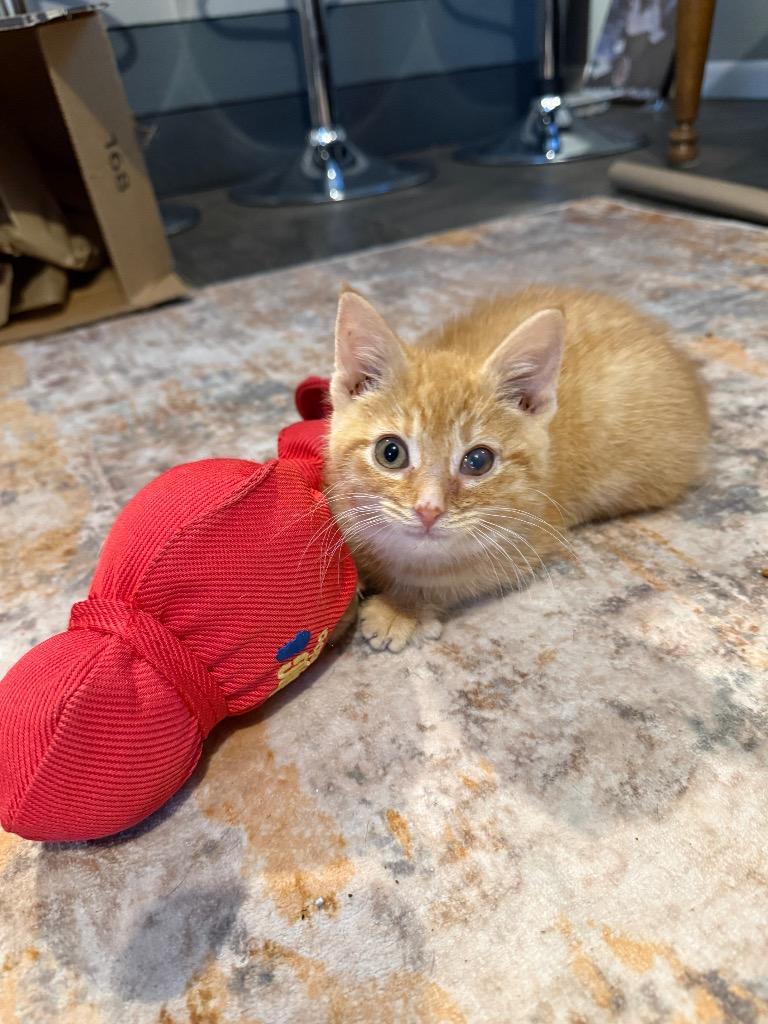 Enlarge Wyatt, a Adopted mixed breed in La Porte, IN image 2/2