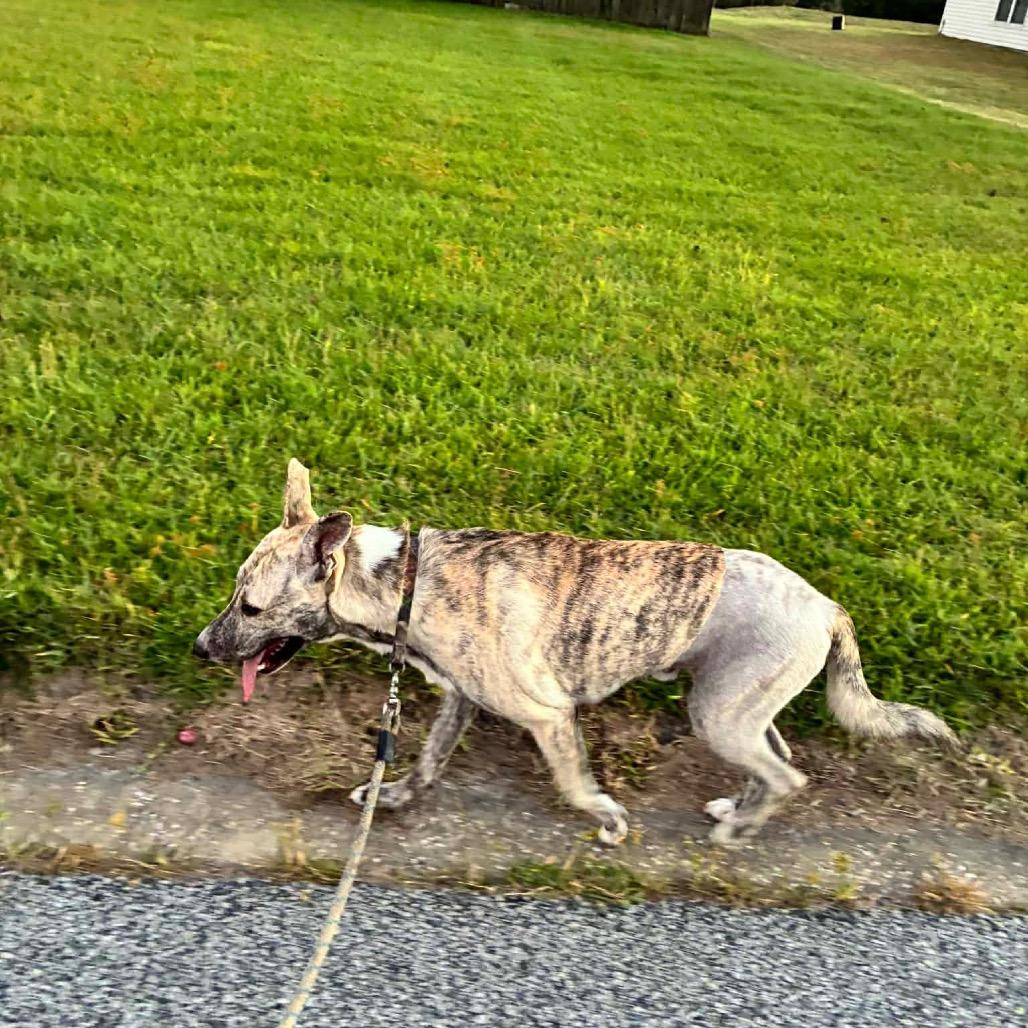 Gravy — thumbnail 2