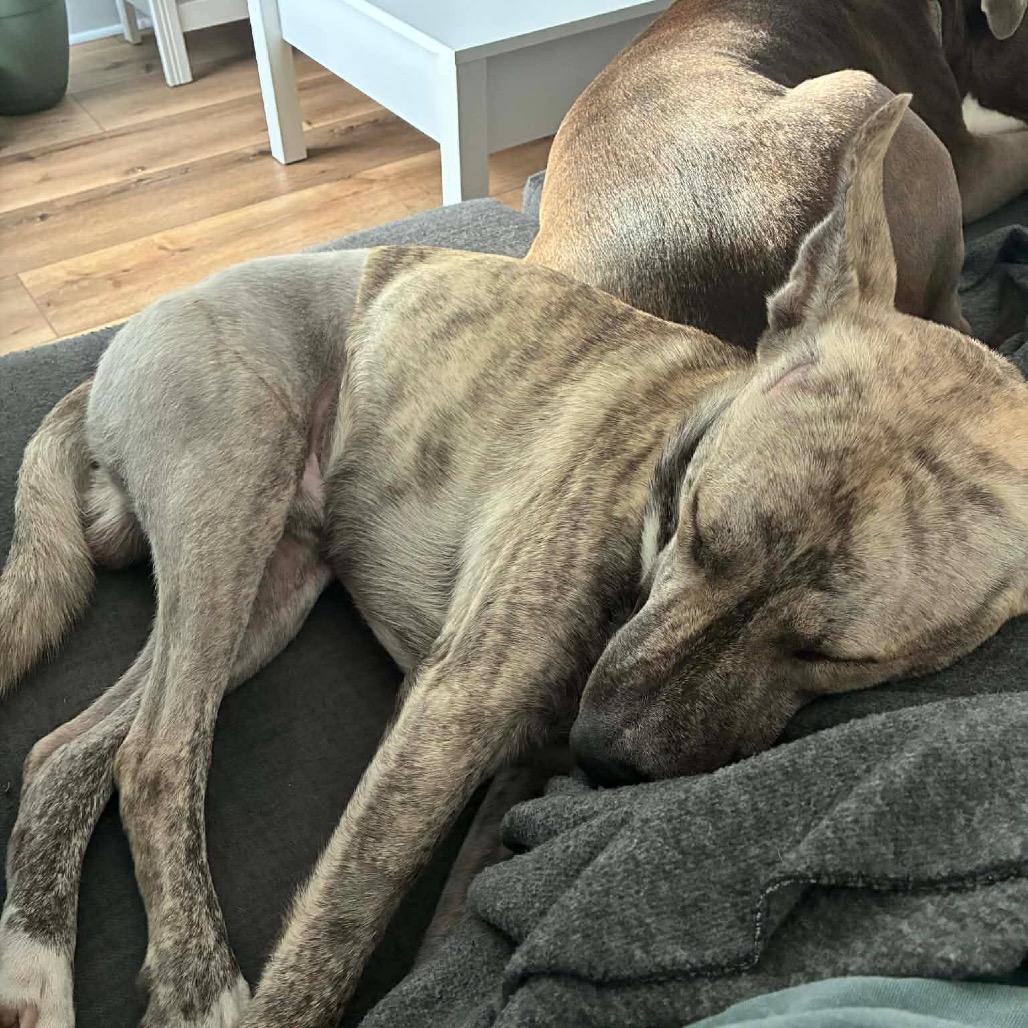 Gravy — thumbnail 3