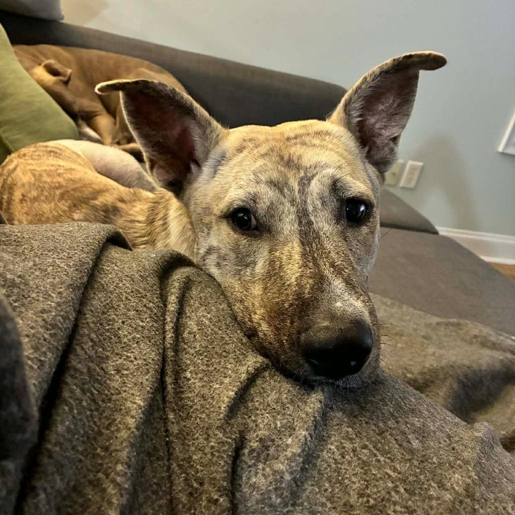 Gravy — thumbnail 4