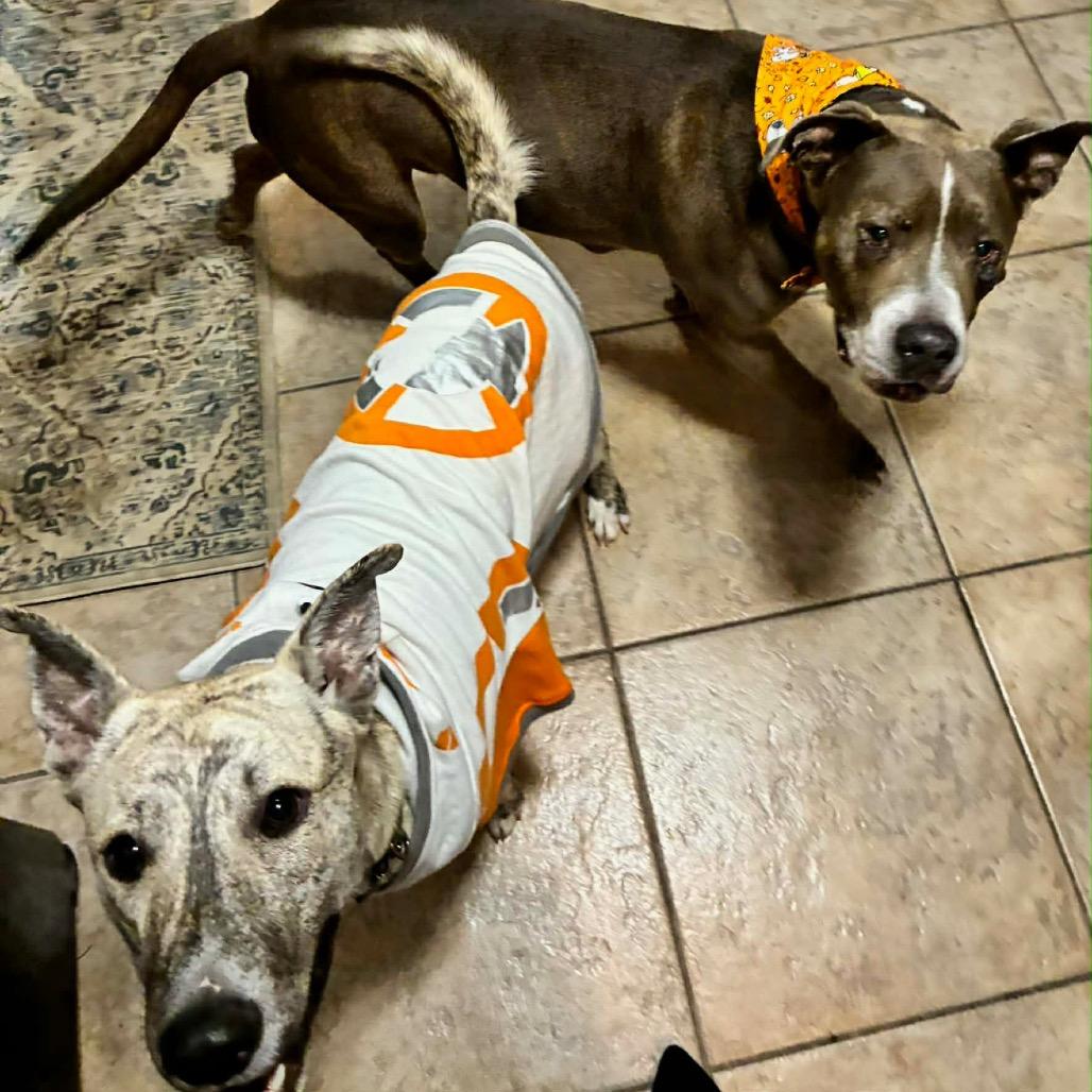 Gravy — thumbnail 6