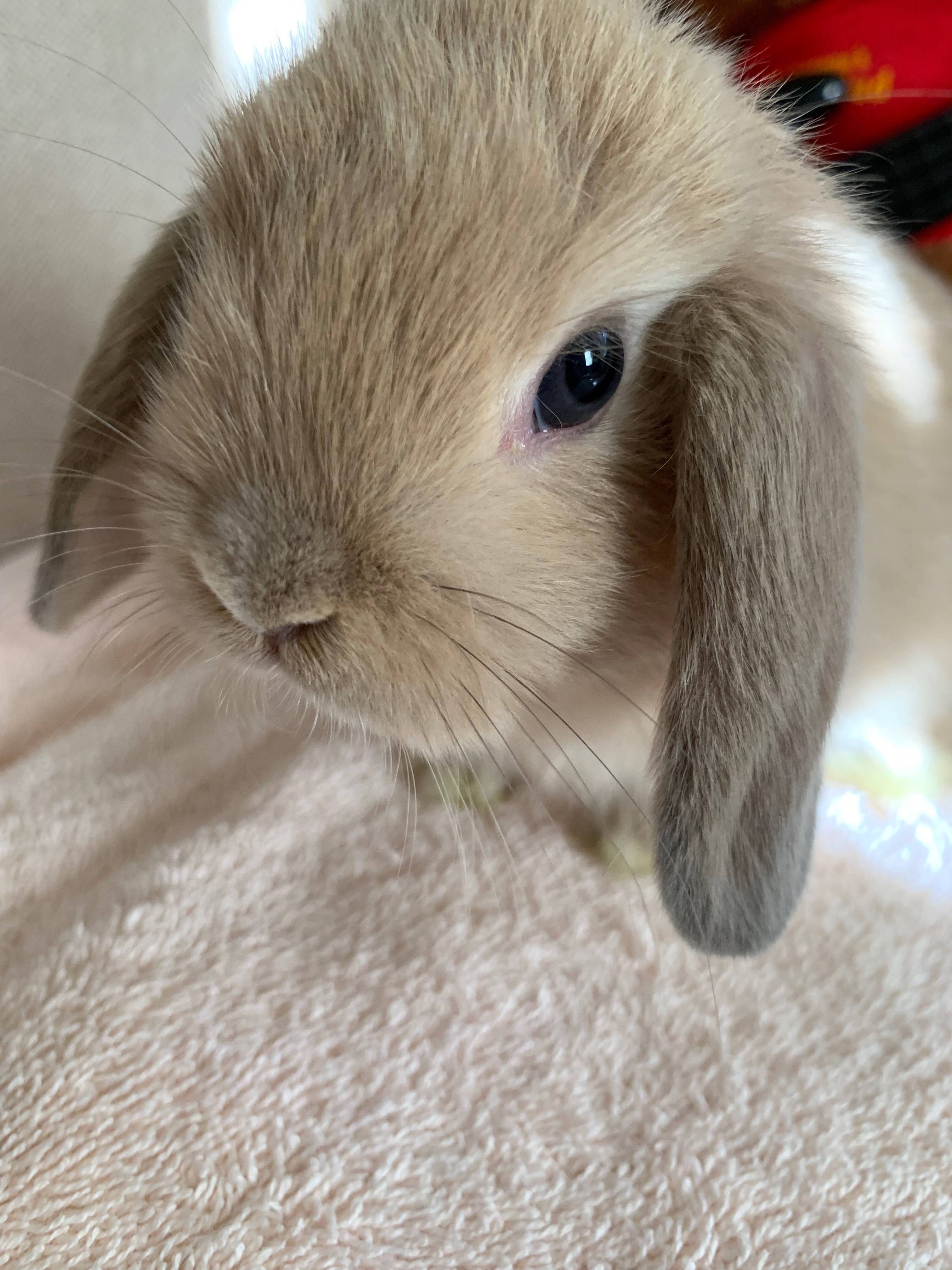 Sky aka Skywalker, a Adoptable mixed breed in Los Angeles, CA image 3/8