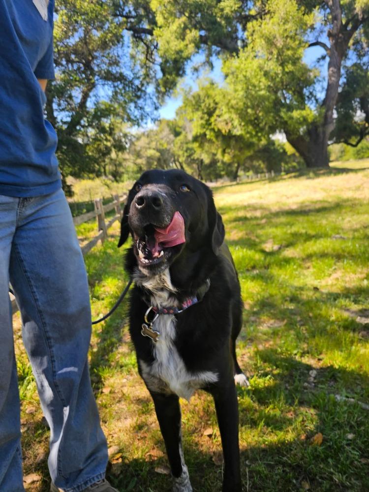 Enlarge Harper Lee, a Adoptable mixed breed in Santa Rosa, CA image 3/4