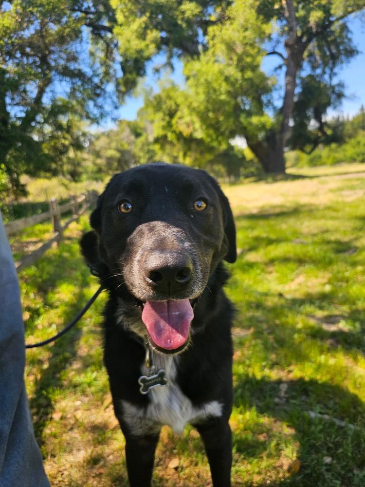 Enlarge Harper Lee, a Adoptable mixed breed in Santa Rosa, CA image 4/4