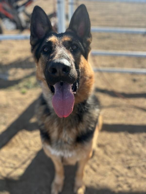 Oscar, Adoptable, Adult Male German Shepherd Dog.