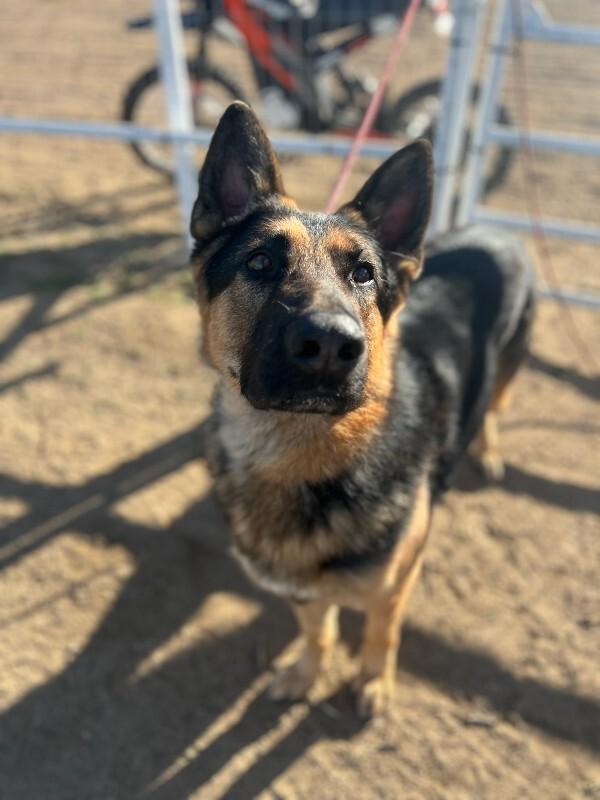 Enlarge Oscar, a Adoptable German Shepherd Dog in Manhattan Beach, CA image 2/2