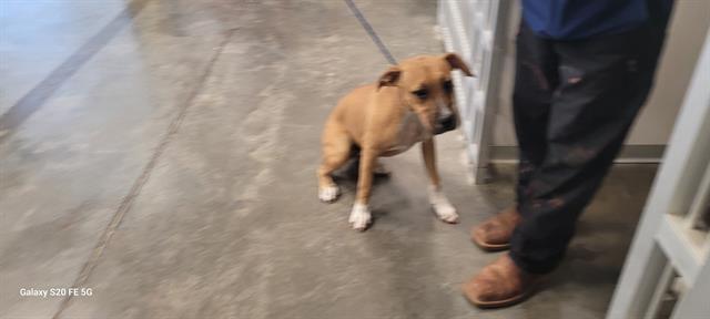 ROXY, Adoptable, Young Female Labrador Retriever & Mixed Breed.