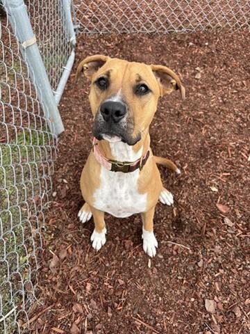 ROXY, Adoptable, Young Female Labrador Retriever & Mixed Breed.