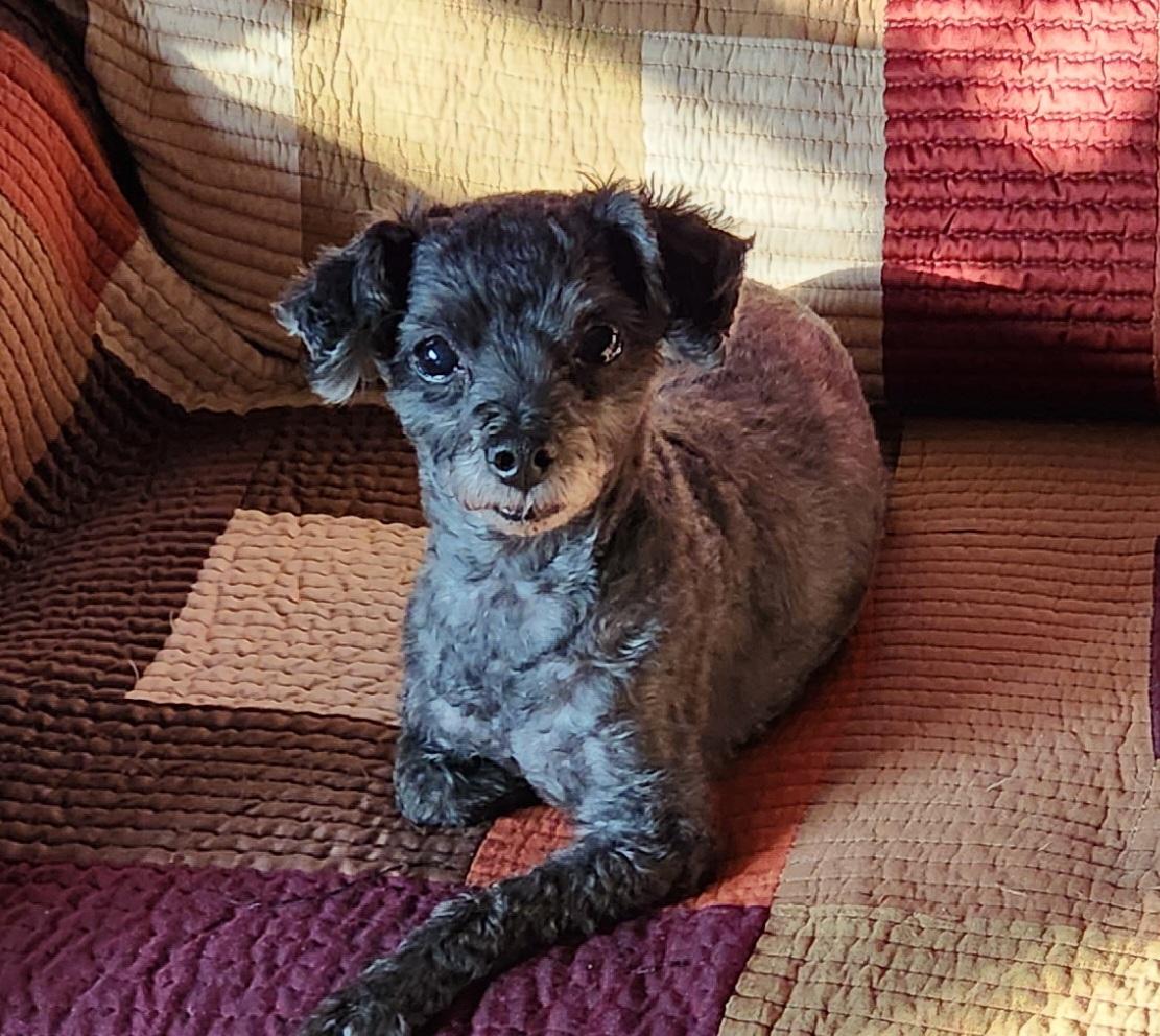 Enlarge Fisco, a Adoptable Poodle in Flushing, NY image 1/1