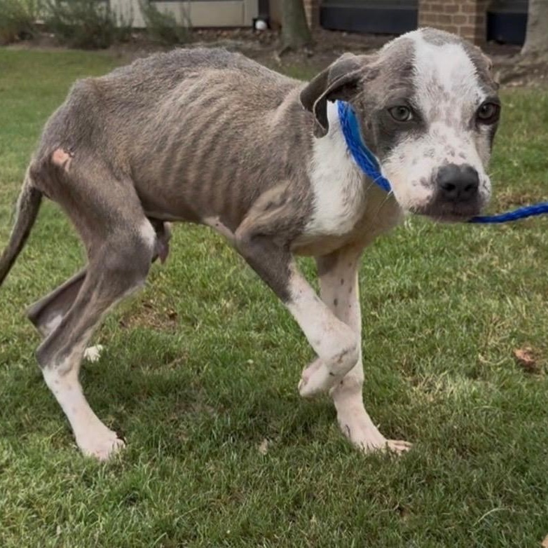 Enlarge Slim Jim (AKA Jimothy), a Adoptable mixed breed in New Orleans, LA image 6/6
