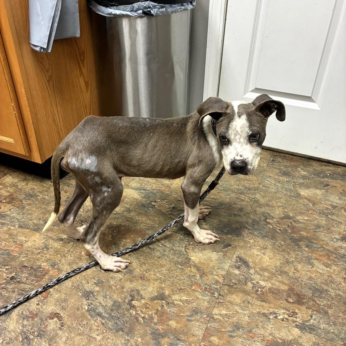Enlarge Slim Jim (AKA Jimothy), a Adoptable mixed breed in New Orleans, LA image 4/6