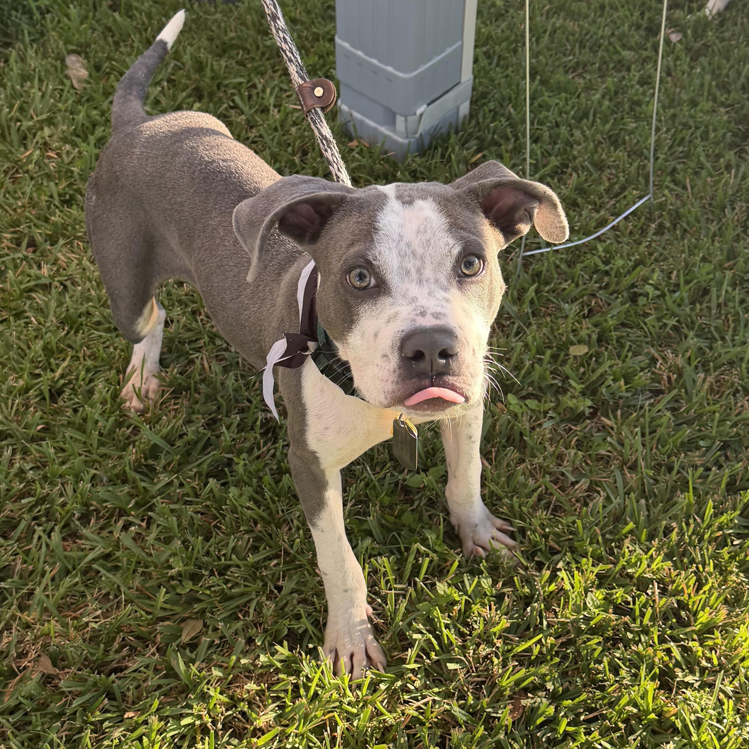 Enlarge Slim Jim (AKA Jimothy), a Adoptable mixed breed in New Orleans, LA image 1/6
