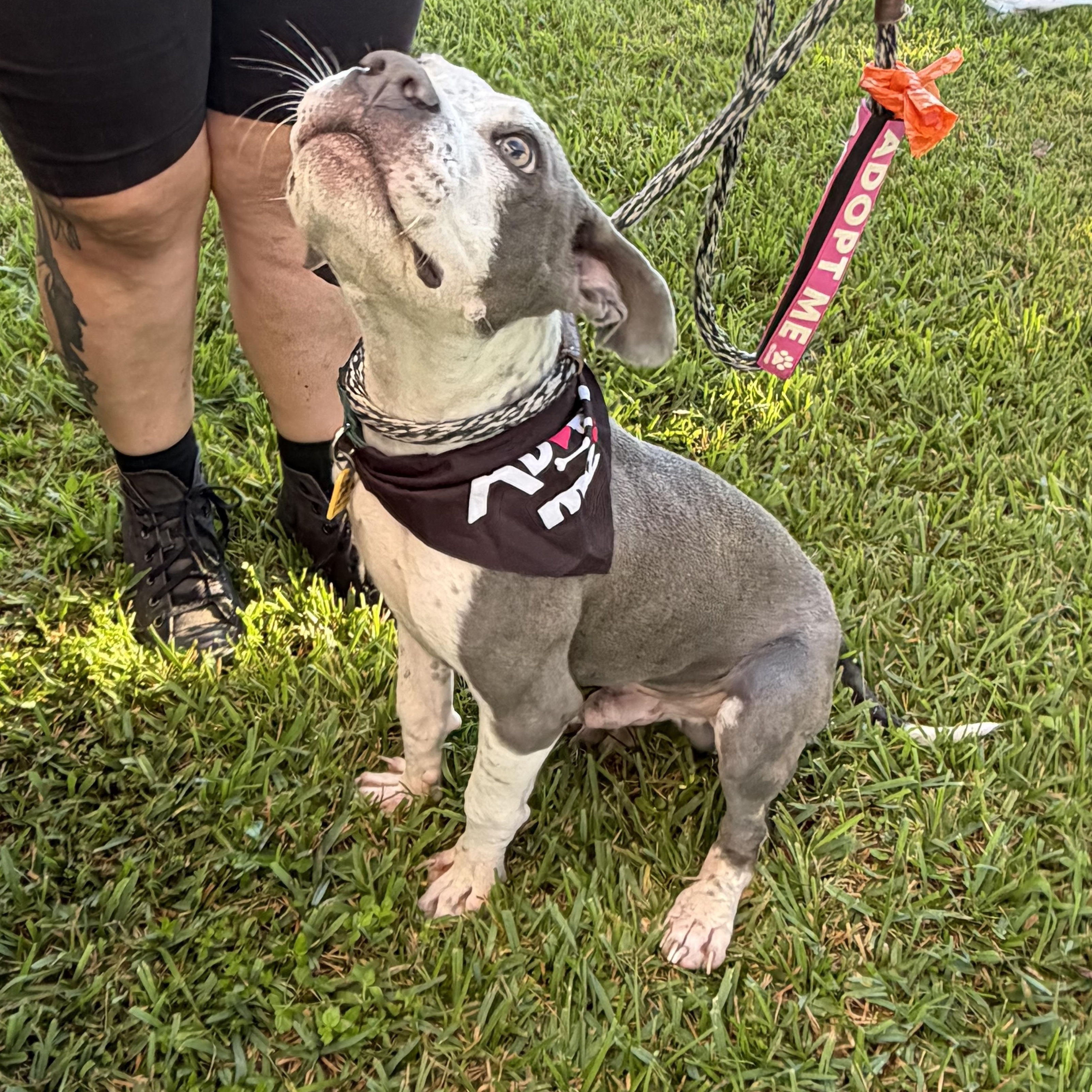 Enlarge Slim Jim (AKA Jimothy), a Adoptable mixed breed in New Orleans, LA image 2/6