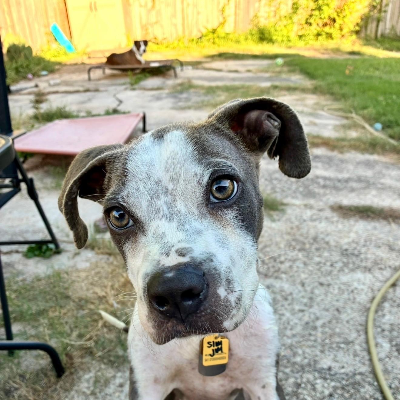 Enlarge Slim Jim (AKA Jimothy), a Adoptable mixed breed in New Orleans, LA image 3/6
