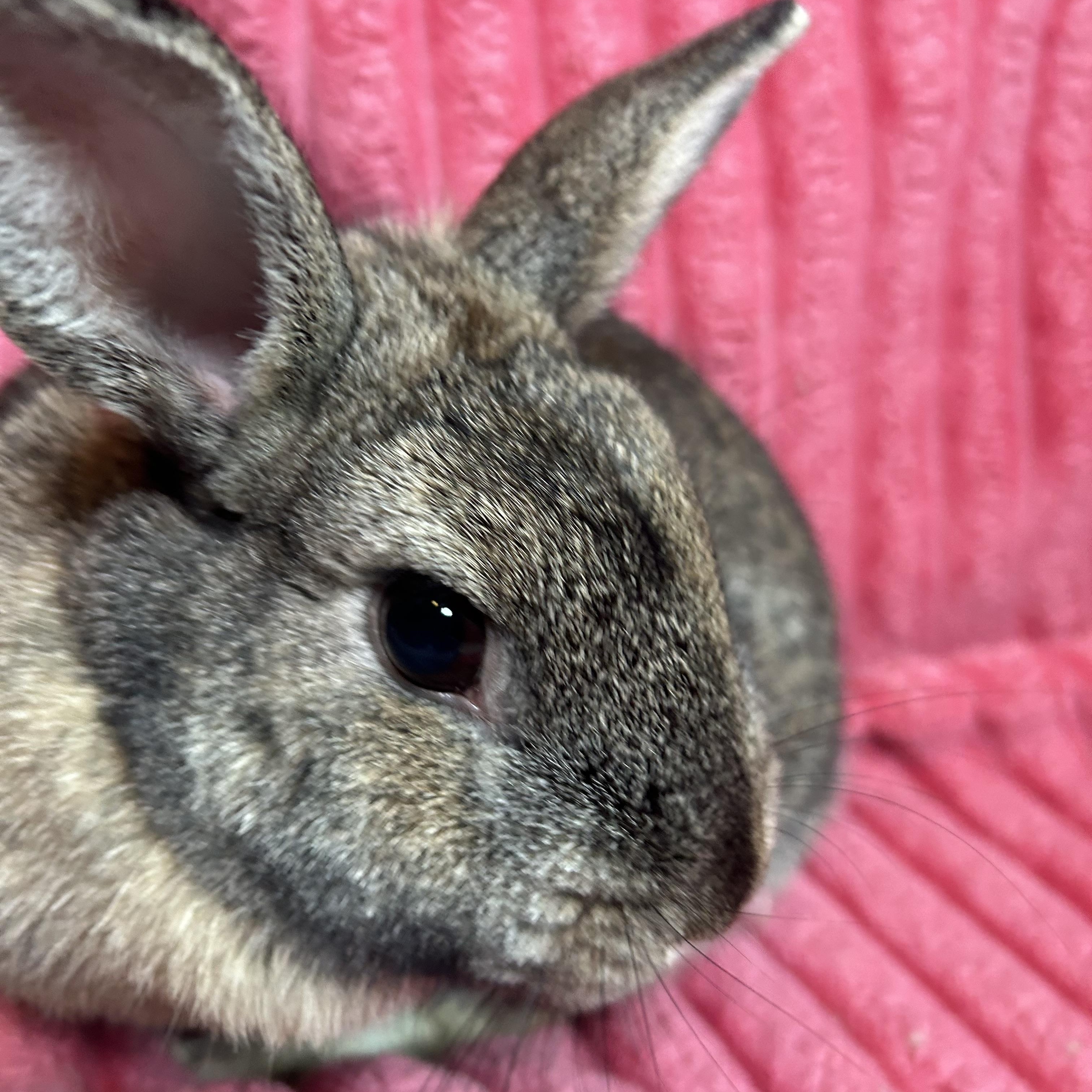 Meatball, ADOPTABLE, Adult Female Netherland Dwarf.