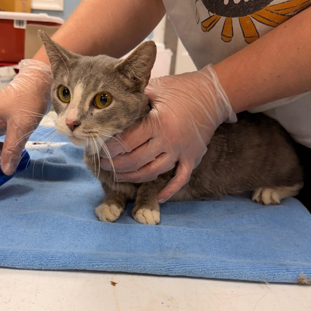 Chess, Adoptable, Young Female Domestic Short Hair.