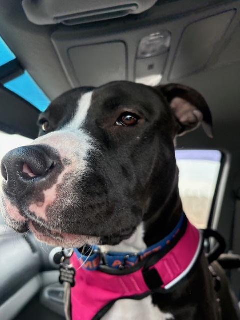 Enlarge Willow, a ADOPTABLE Pit Bull Terrier in Milton, PA image 2/3