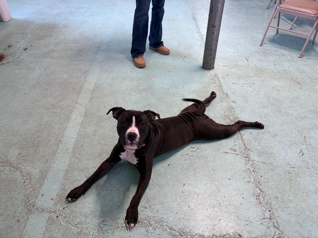 Enlarge Willow, a ADOPTABLE Pit Bull Terrier in Milton, PA image 1/3