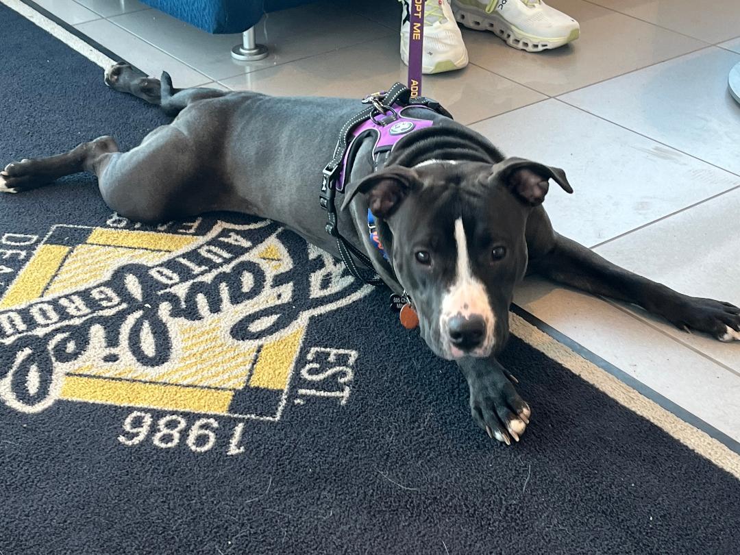 Enlarge Willow, a ADOPTABLE Pit Bull Terrier in Milton, PA image 3/3