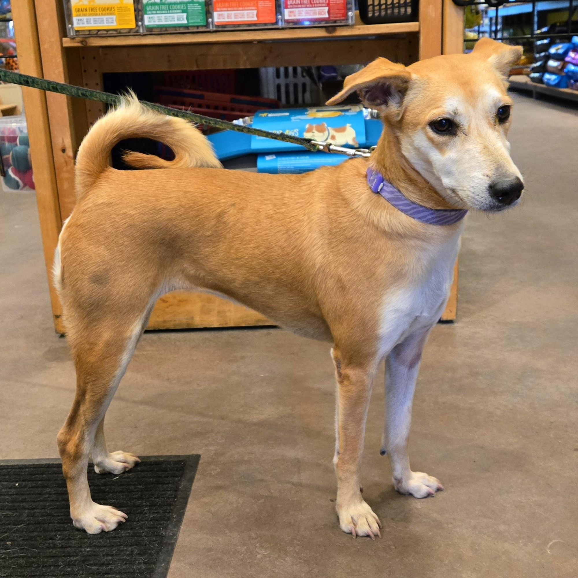 Enlarge Julietta, a ADOPTABLE mixed breed in Williamsburg, ON image 4/6