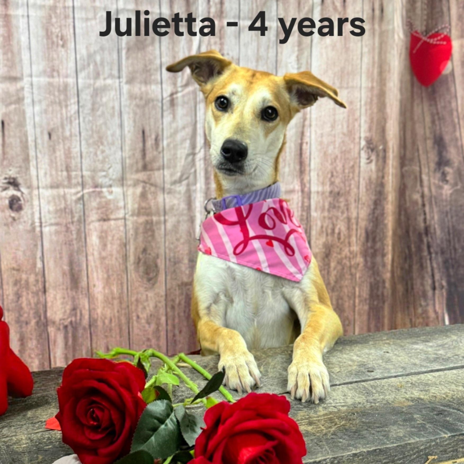 Enlarge Julietta, an adoptable mixed breed in Williamsburg, ON image 2/5