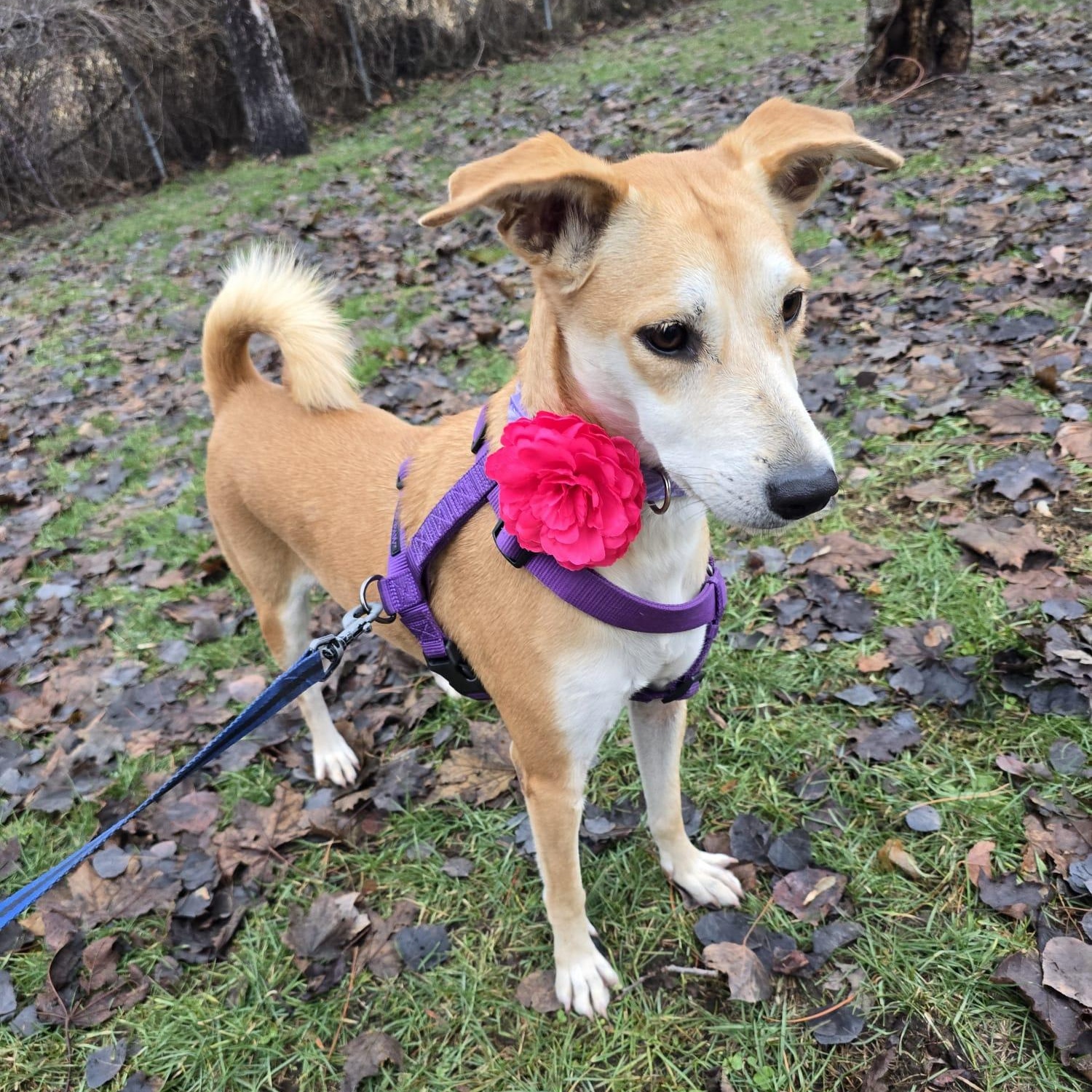 Enlarge Julietta, an adoptable mixed breed in Williamsburg, ON image 4/5