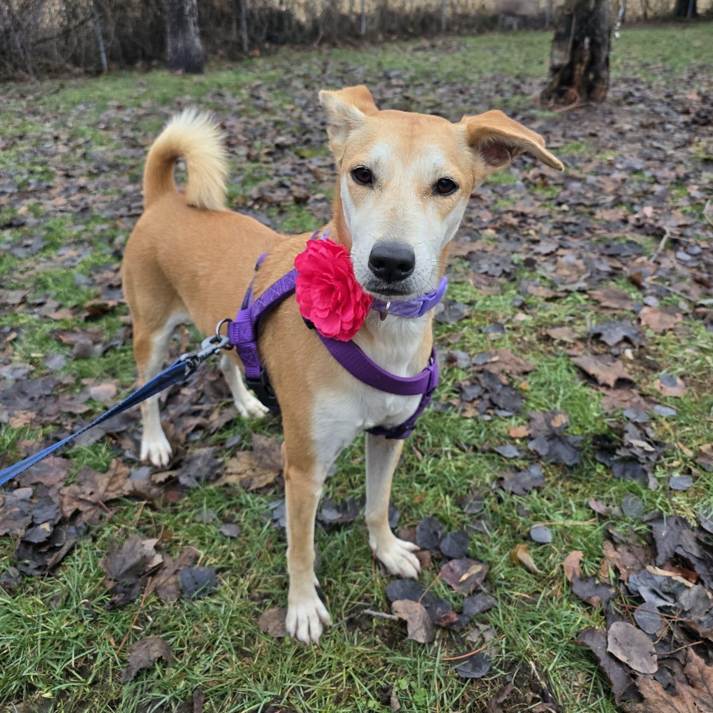 Julietta, adoptable, Adult Female Carolina Dog & Shiba Inu.