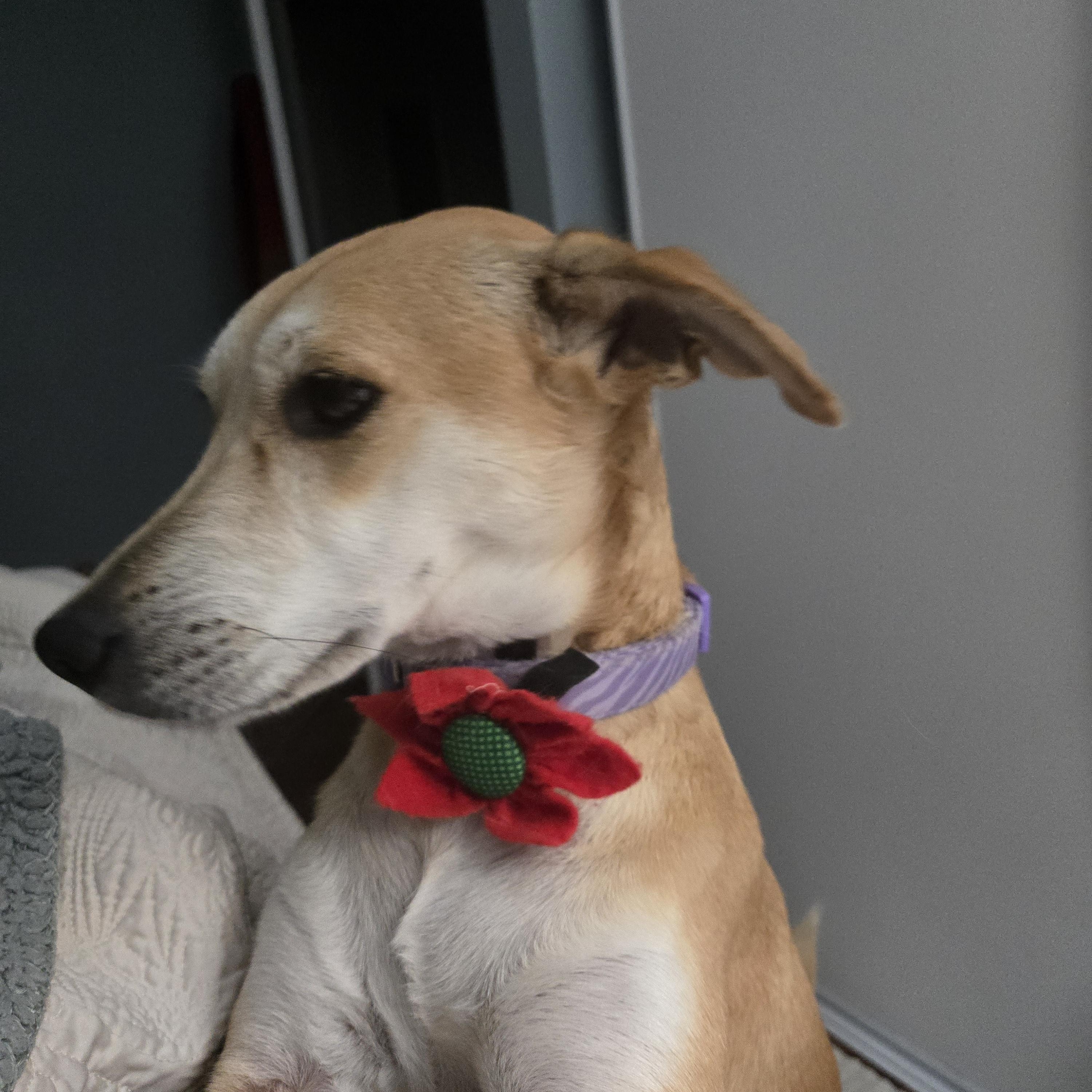 Enlarge Julietta, a ADOPTABLE mixed breed in Williamsburg, ON image 6/6