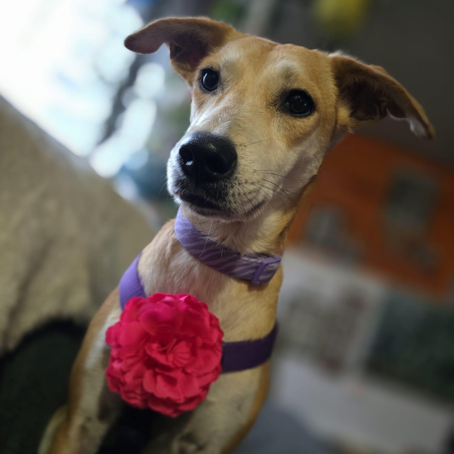 Enlarge Julietta, an adoptable mixed breed in Williamsburg, ON image 5/5