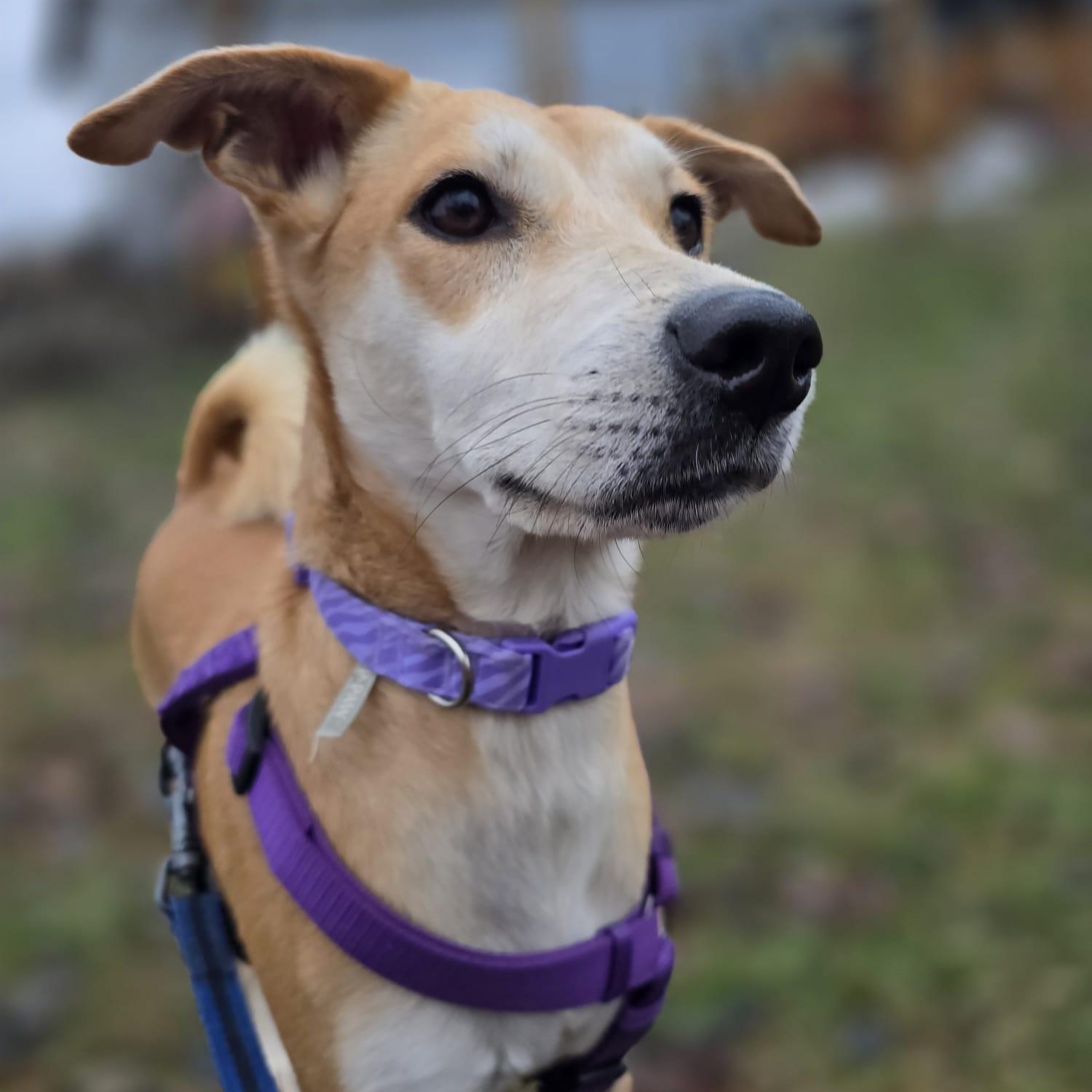 Enlarge Julietta, an adoptable mixed breed in Williamsburg, ON image 3/5