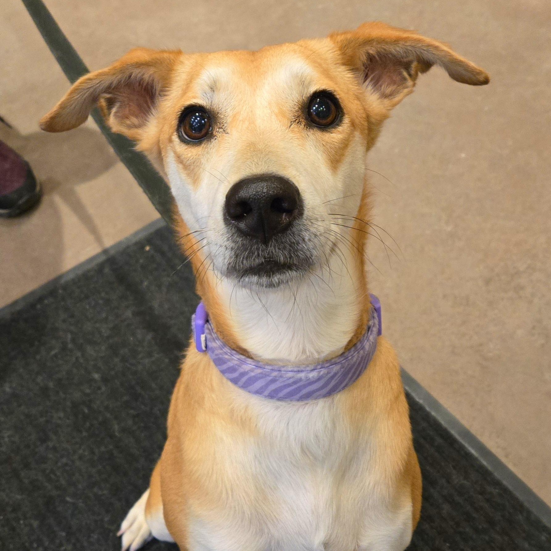 Julietta, ADOPTABLE, Adult Female Carolina Dog & Shiba Inu.