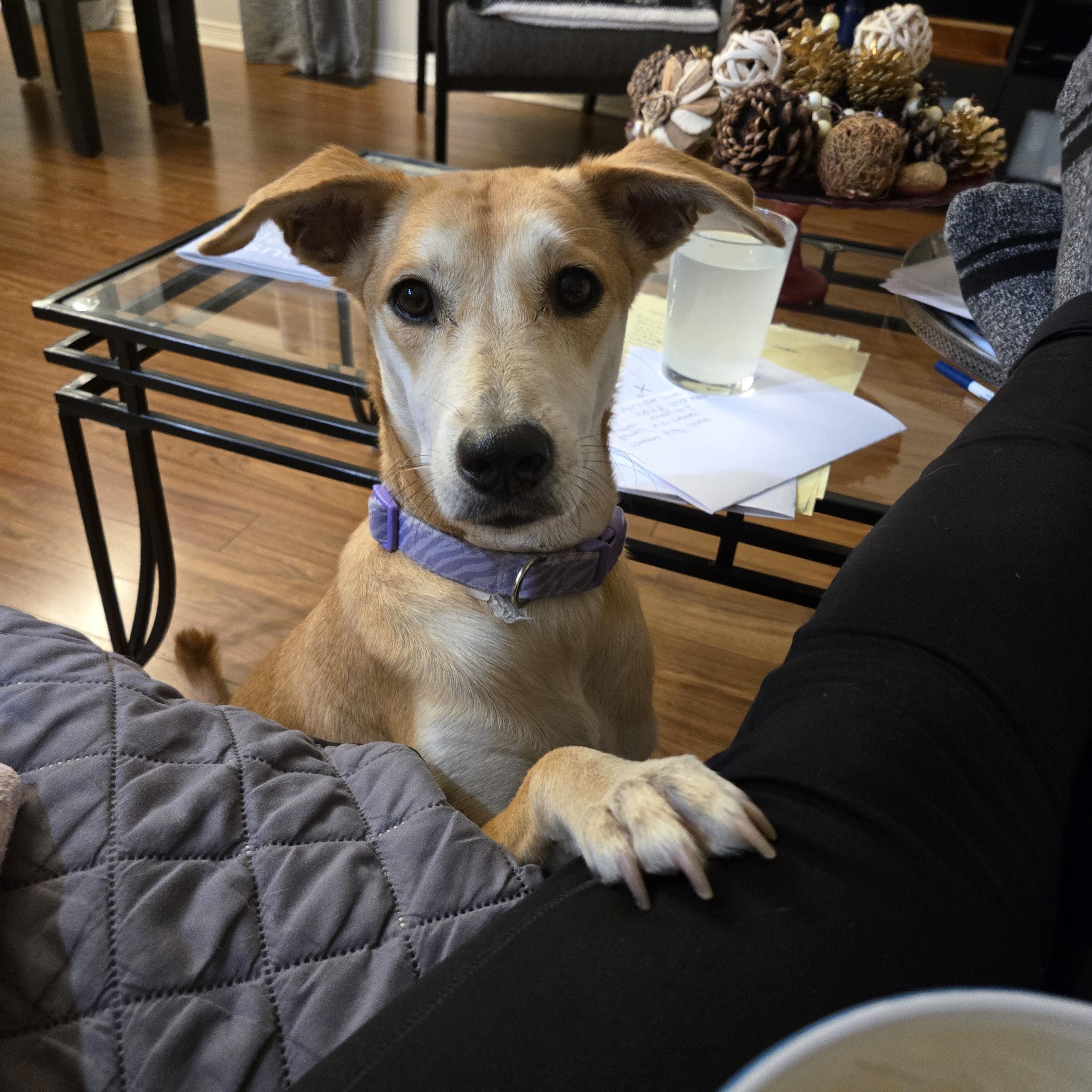 Enlarge Julietta, a ADOPTABLE mixed breed in Williamsburg, ON image 2/6