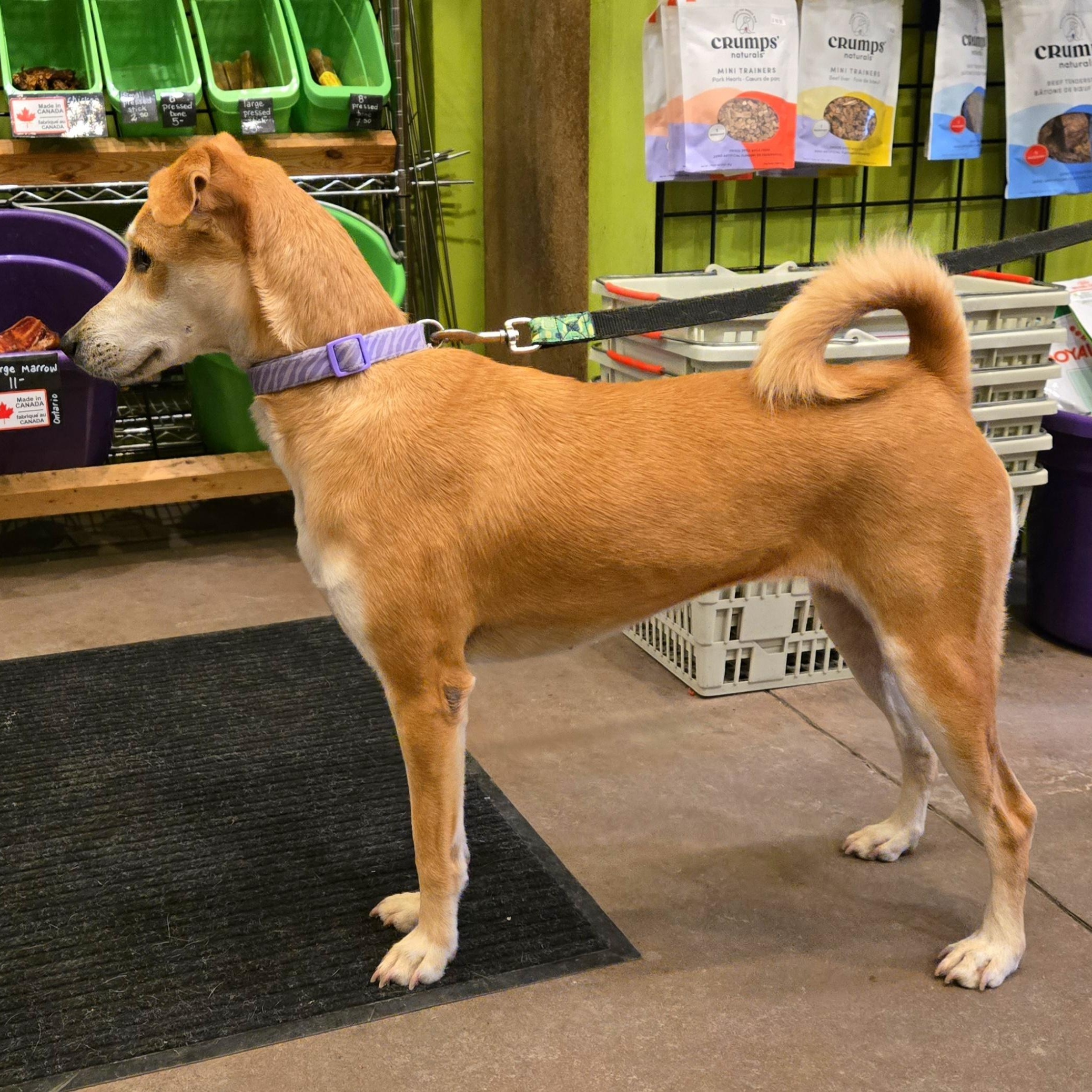 Enlarge Julietta, a ADOPTABLE mixed breed in Williamsburg, ON image 3/6