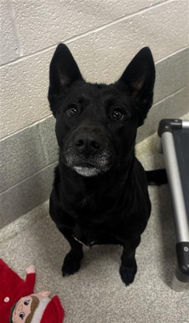 Enlarge ALLIE, a Adoptable Australian Kelpie in Statesville, NC image 1/1