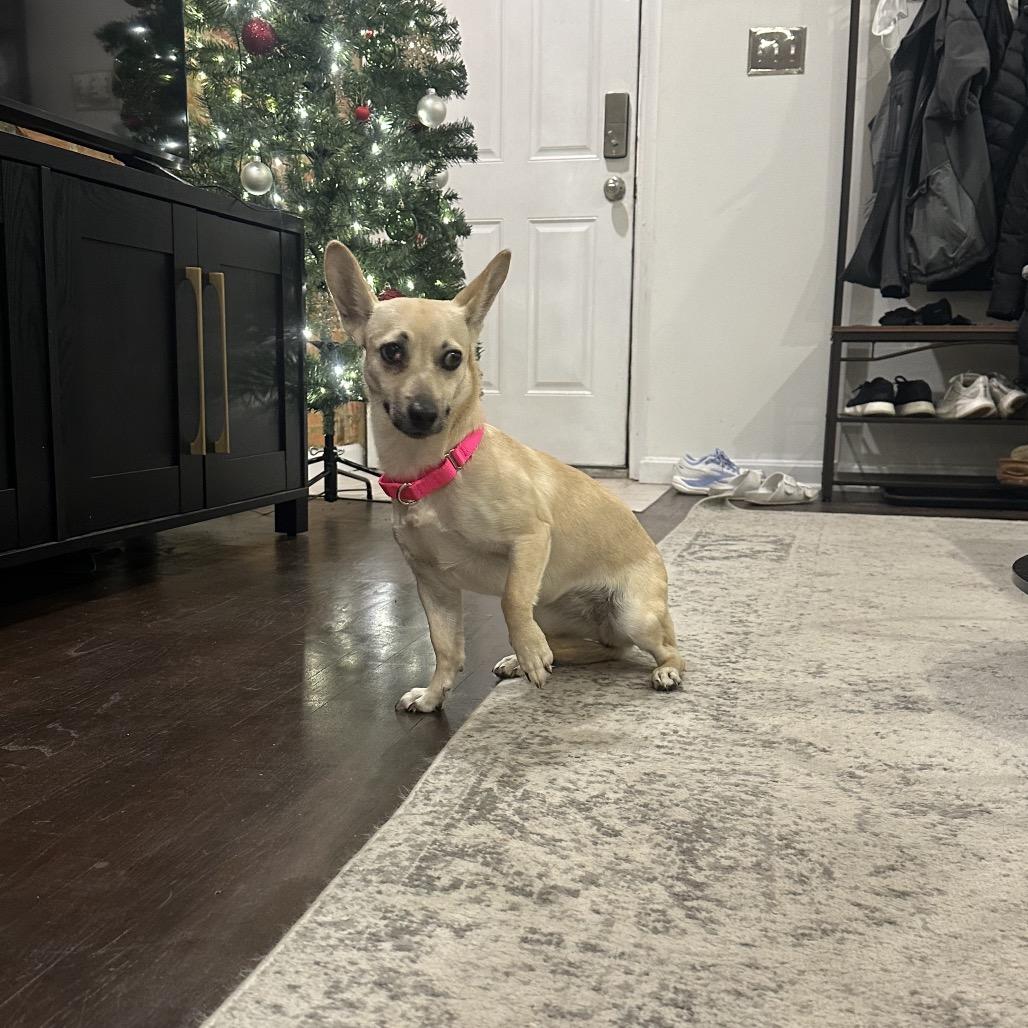 Enlarge Billie, a Adoptable mixed breed in Mechanicsville, VA image 1/3