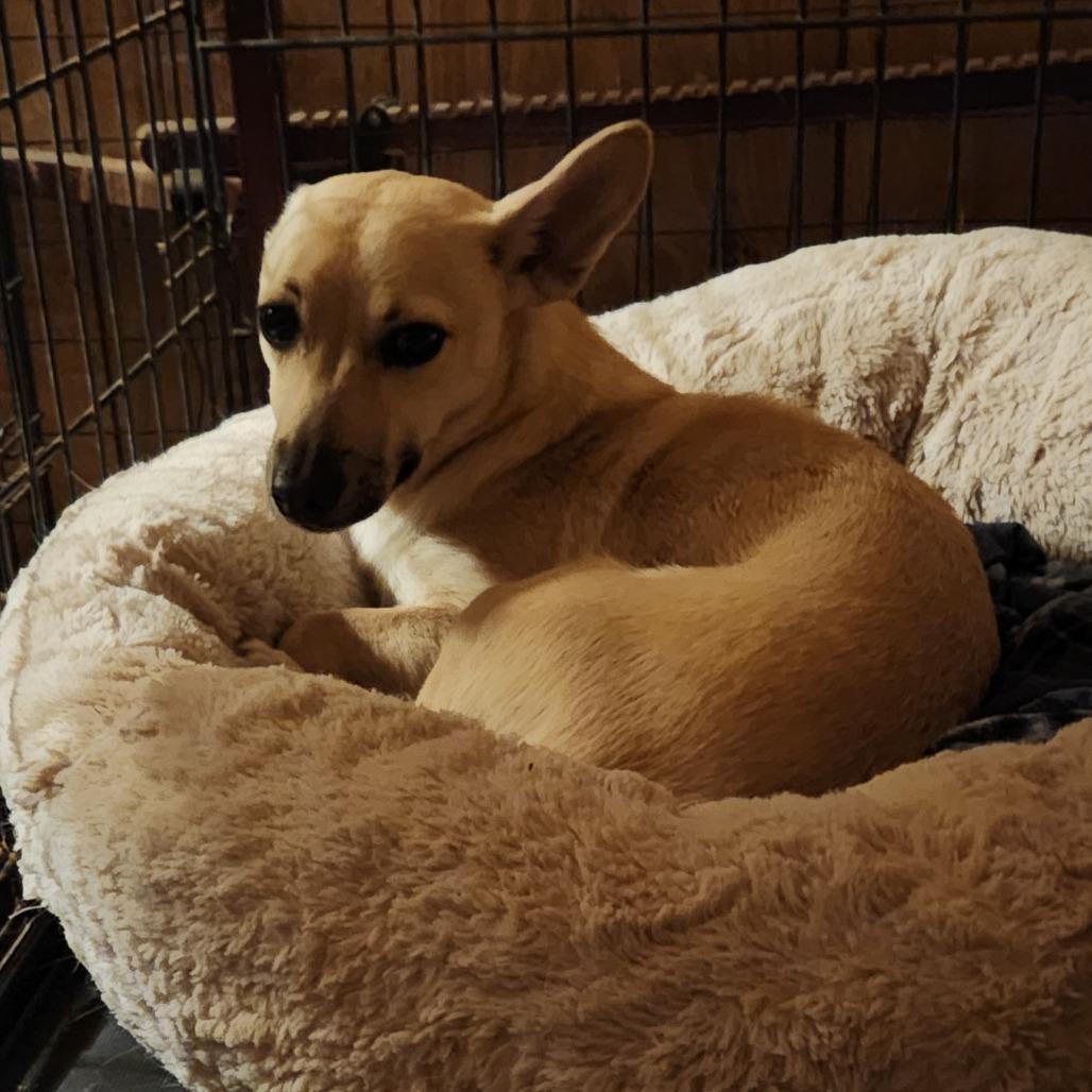 Enlarge Billie, a Adoptable mixed breed in Mechanicsville, VA image 1/5