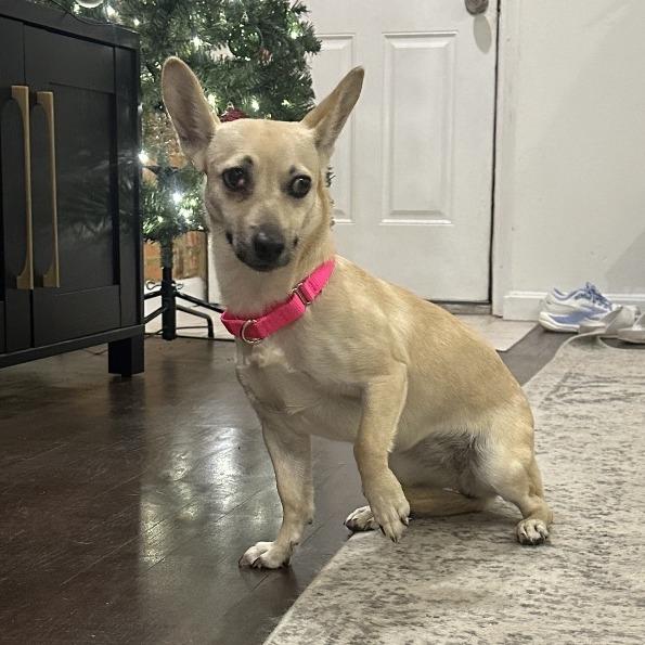 Enlarge Billie, a Adoptable mixed breed in Mechanicsville, VA image 2/5