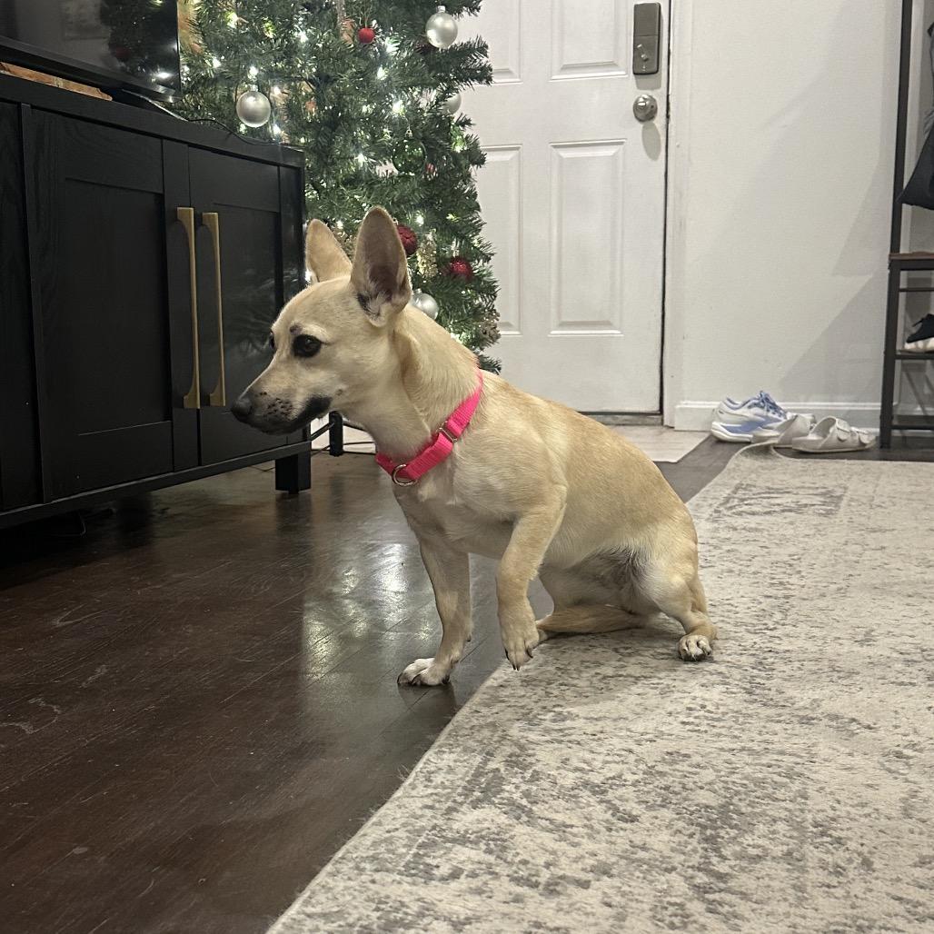 Enlarge Billie, a Adoptable mixed breed in Mechanicsville, VA image 2/3