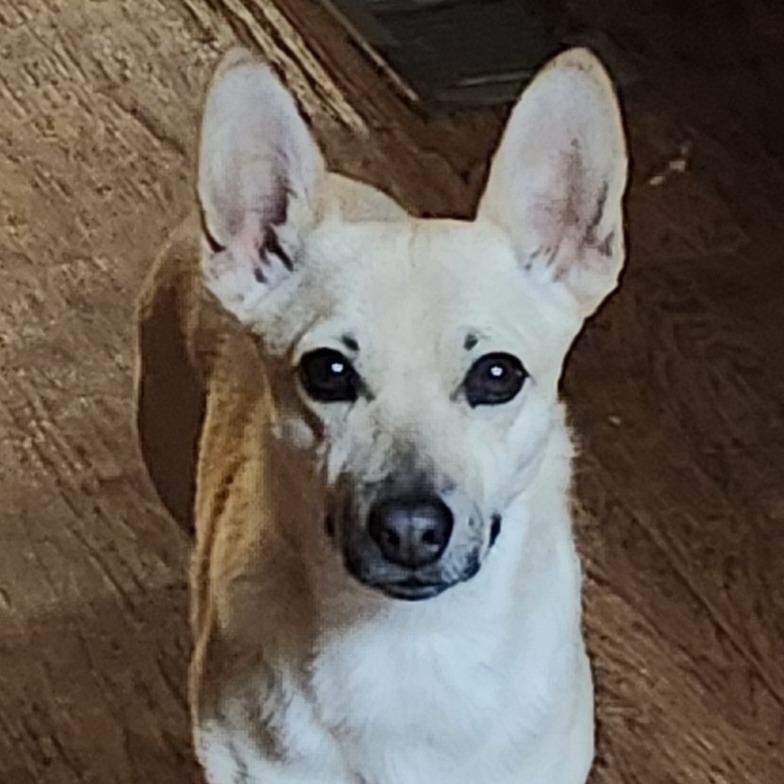 Enlarge Billie, a Adoptable mixed breed in Mechanicsville, VA image 4/5