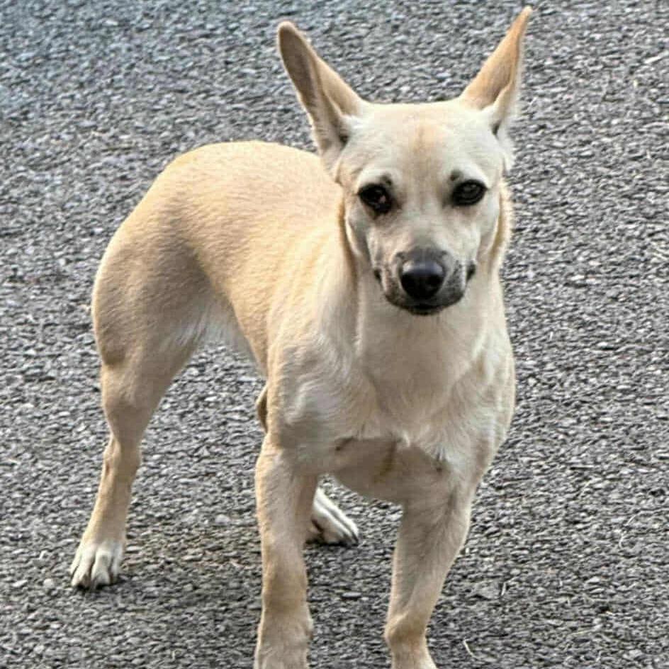 Enlarge Billie, a Adoptable mixed breed in Mechanicsville, VA image 3/3